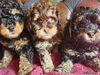 Cavapoo dogs Gorgeous f1bb Cavapoo pups. Health tested parents - Advert 14