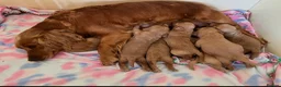 Cockapoo dogs for sale: FULLY HEALTH TESTED GOLD COCKAPOOS  - Advert 8