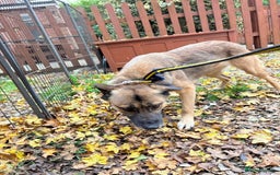 Mixed Breed dogs for adoption: Amelia - Daventry Northamptonshire  - Advert 6