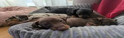 Miniature Dachshund dogs for sale: BEAUTIFUL MINIATURE DACHSHUND PUPPIES – GLASGOW 🐾 - Advert 8