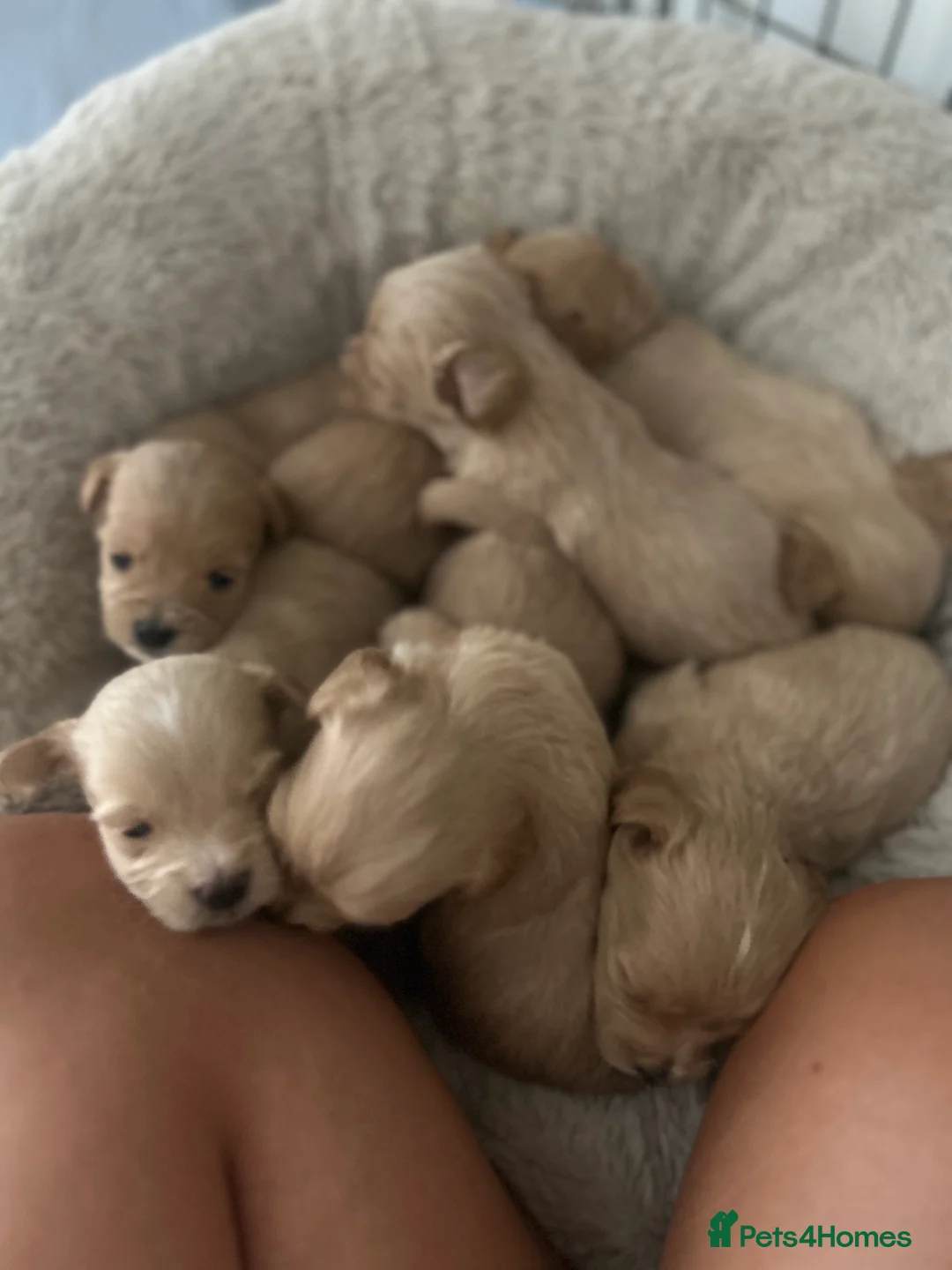 Maltipoo dogs for sale: Puppies multipoo  in Leigh-on-Sea - Advert 11