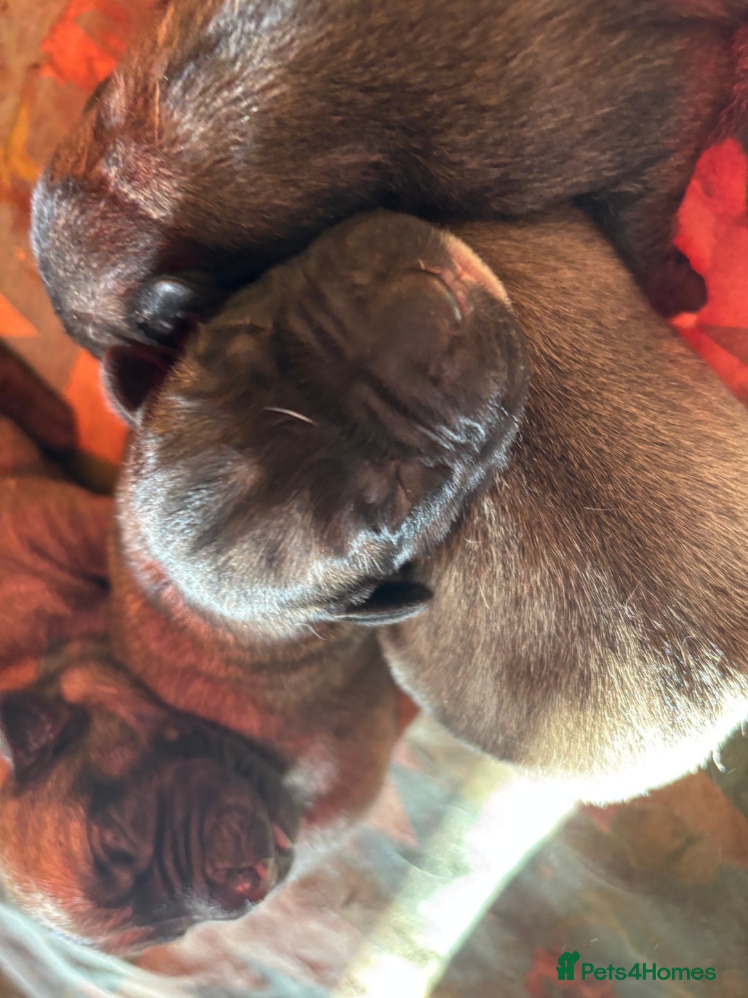 Anatolian Shepherd dogs for sale: Beautiful litter of stunning puppy’s  - Advert 12