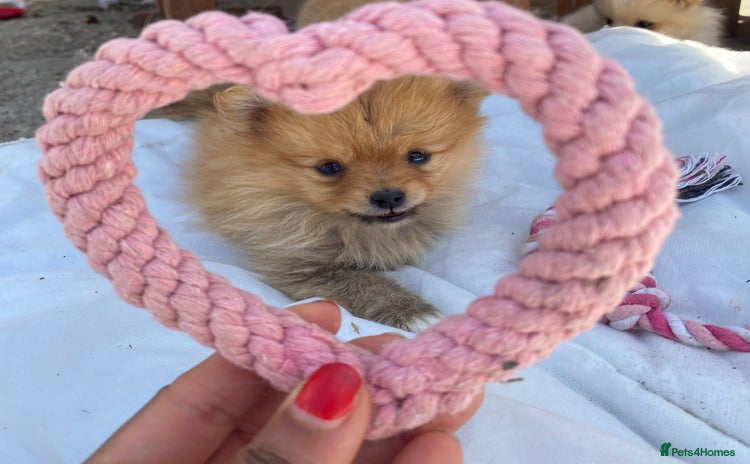 Pomeranian dogs - Advert 9