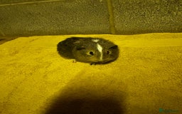 Guinea Pig rodents for sale: Two lovely guinea pigs for sale! - Image 2