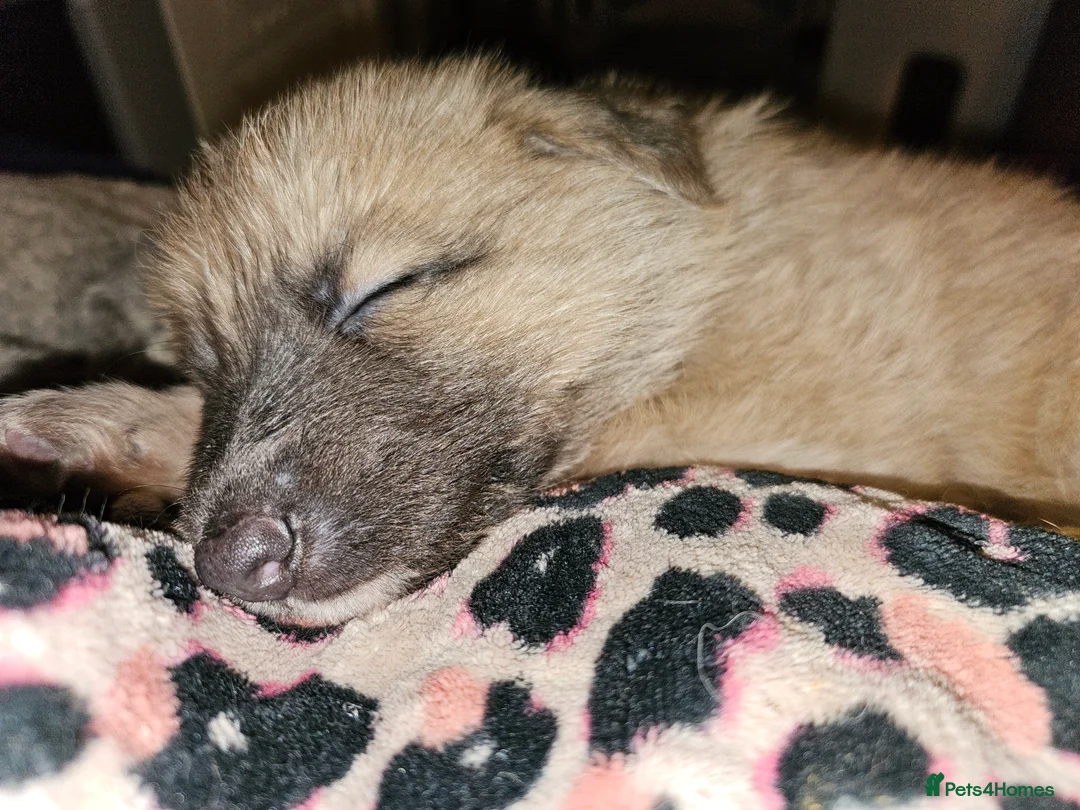 German Shepherd dogs for sale: 9 beautiful pure bred German Shepherd puppies - Advert 27