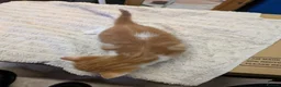 Mixed Breed cats for sale: 4 beautiful kittens for sale  - Advert 11
