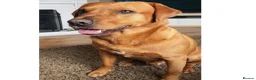 Labrador Retriever dogs for stud: Fox Red Stud in Colchester - Advert 2