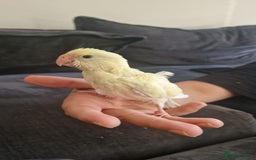 Parakeets birds for sale: Hand-reared Kakariki Chicks  - Image 6