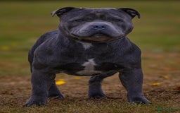 Staffordshire Bull Terrier dogs for stud: Top quality blue Stafford stud “TONY” in Birkenhead - Image 7