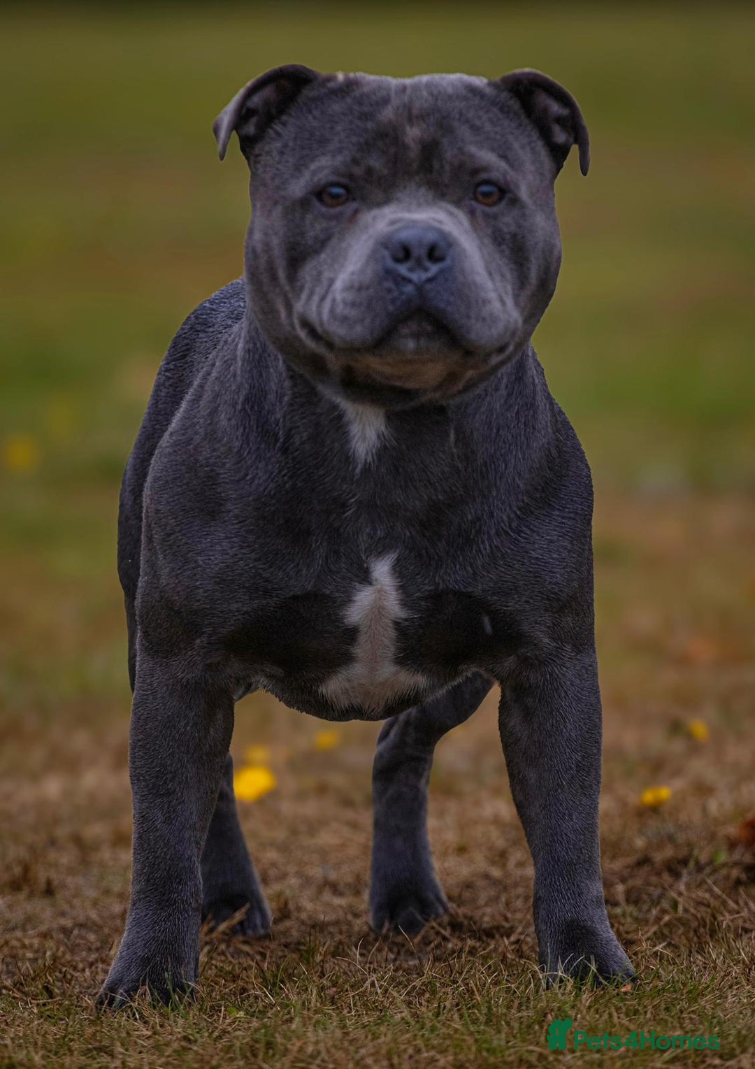 Staffordshire Bull Terrier dogs for stud: Top quality blue Stafford stud “TONY” in Birkenhead - Image 7