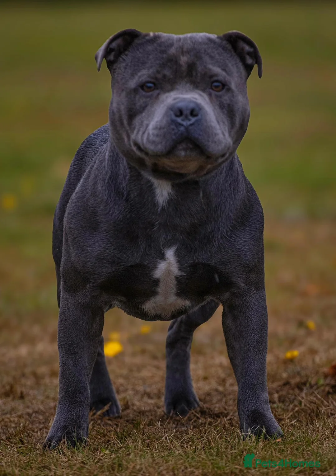 Staffordshire Bull Terrier dogs for stud: Top quality blue Stafford stud “TONY” in Birkenhead - Advert 8
