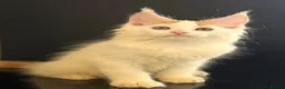 Maine Coon cats for sale: Beautiful maine coon kittens - Advert 20