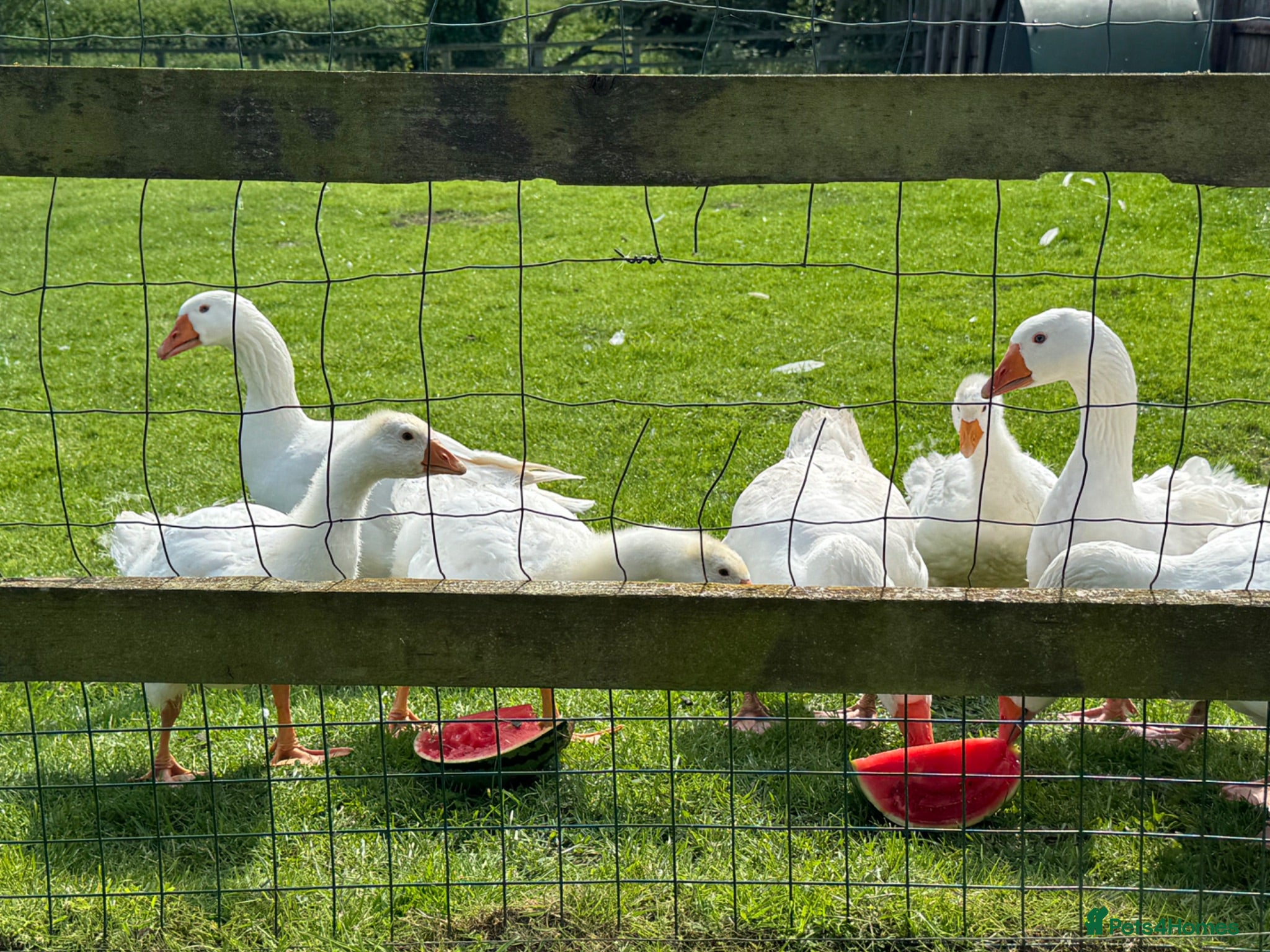Geese poultry Embden x Sebastopol Goslings  - Advert 2