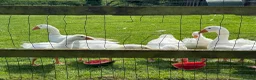 Geese poultry for sale: Embden x Sebastopol Goslings  - Advert 2