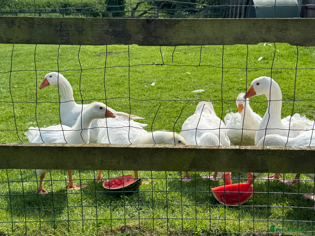 Geese poultry for sale: Embden x Sebastopol Goslings  - Advert 2