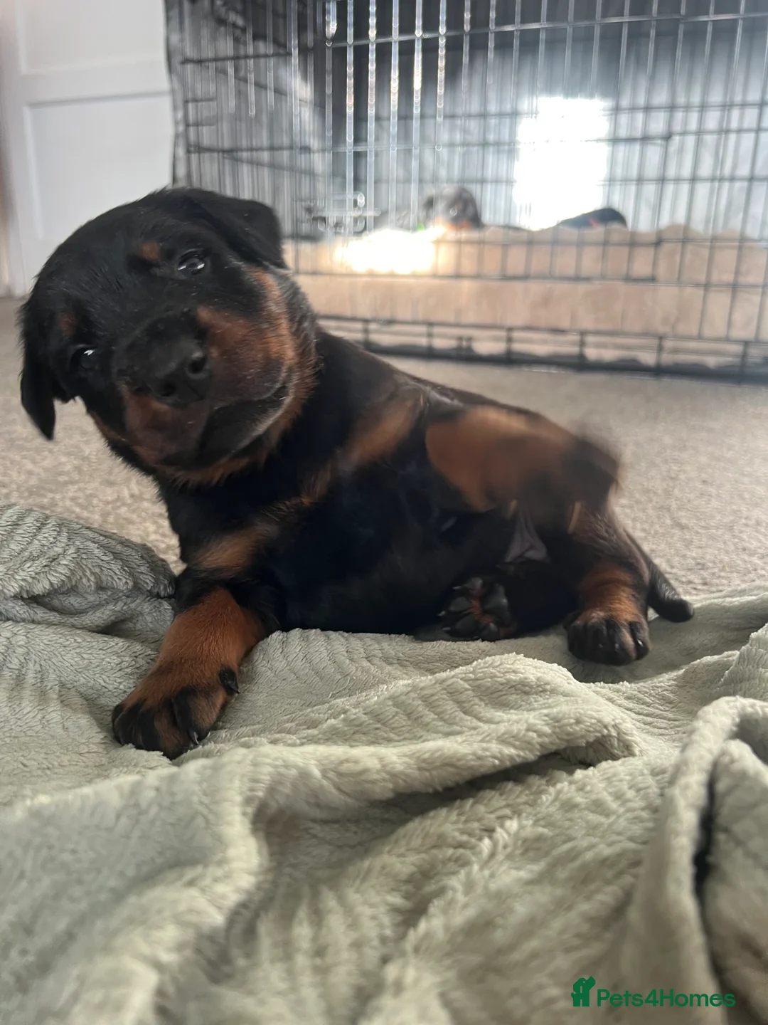 Mixed Breed dogs for sale: Adorable Doberman & Beauceron puppies for sale - Advert 32