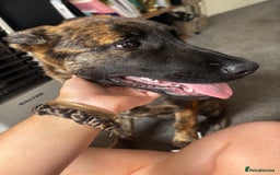 Mixed Breed dogs for sale: Shepherd Mix gorgeous girl for rehoming  - Image 2