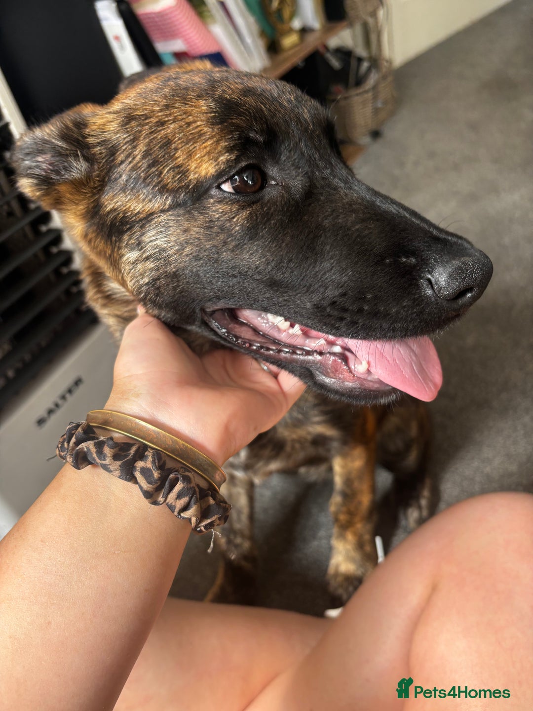 Mixed Breed dogs for sale: Shepherd Mix gorgeous girl for rehoming  - Image 2