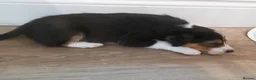 Border Collie dogs for sale: Border collie pups for sale - Advert 11