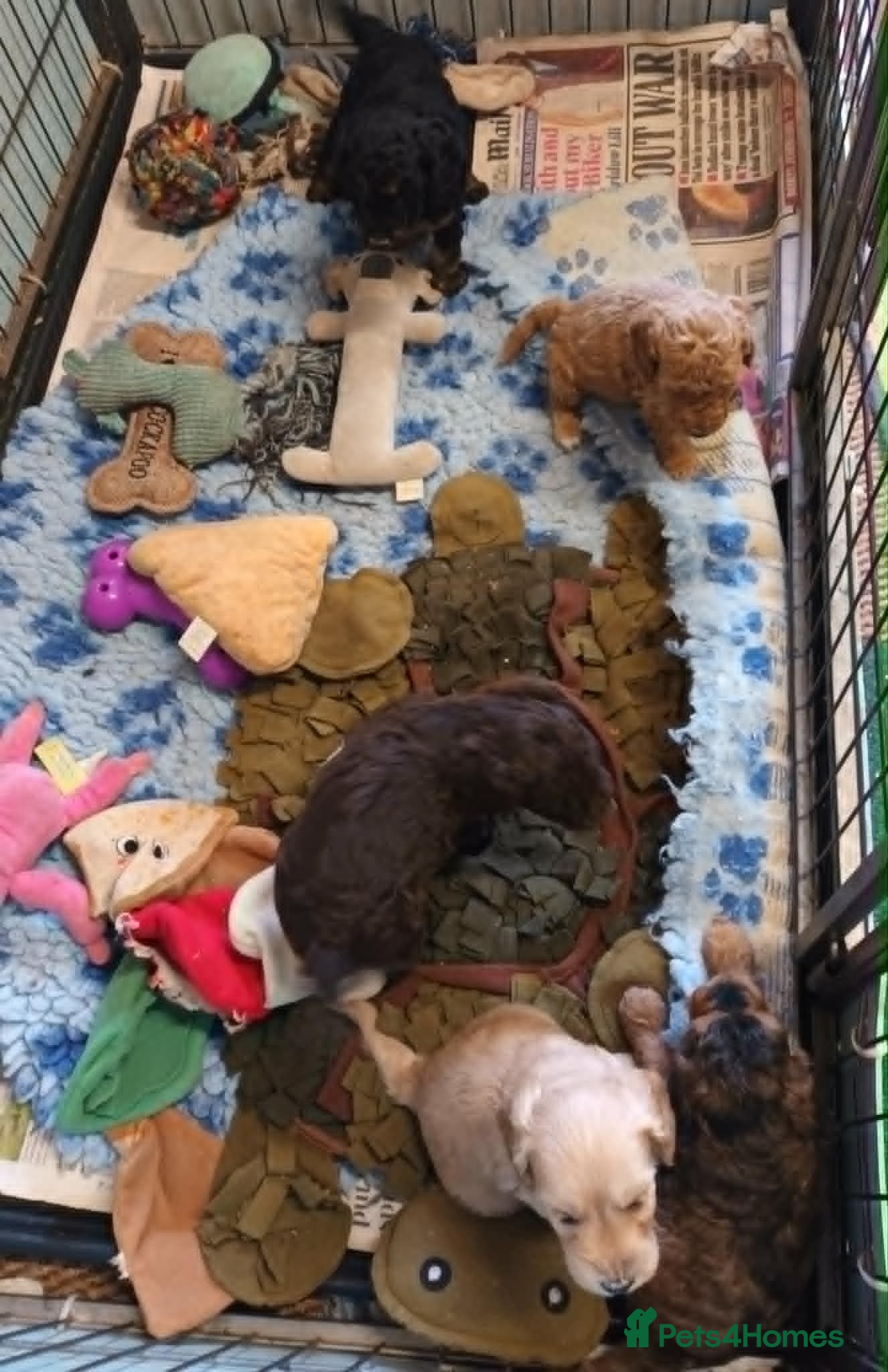 Cockapoo dogs STUNNING F1b COCKAPOO FROM 5* LICENCED BREEDER - Advert 15