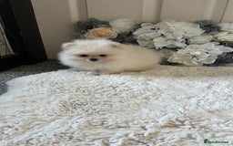 Pomeranian dogs for sale: 3 tiny girls ready now*price reduced £2000 - Advert 16