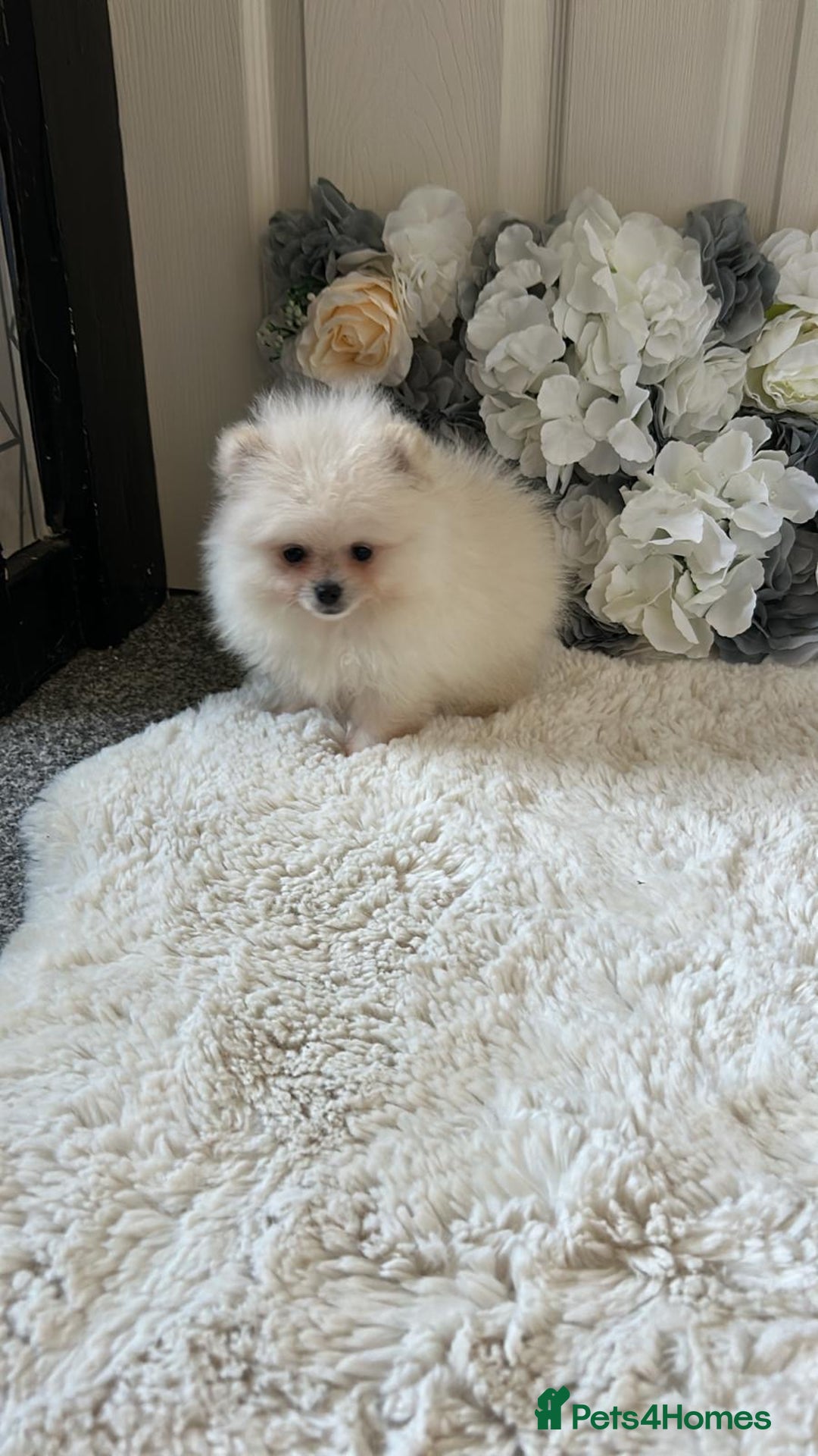 Pomeranian dogs for sale: 3 tiny girls ready now*price reduced £2000 - Advert 16
