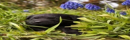Labrador Retriever dogs for sale: Exceptional KC Reg Labrador Puppies For Sale! - Advert 22