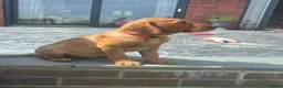 Labrador Retriever dogs for sale: Stunning litter of Fox red puppies  - Advert 8