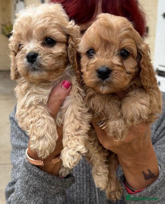 Cavapoo dogs Gorgeous F1 Cavapoo Puppies  - Advert 2