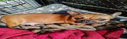 Frug dogs for sale: MRS H D Keld - Advert 1