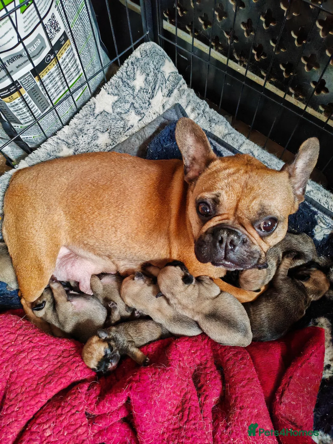 Frug dogs for sale: MRS H D Keld - Advert 1