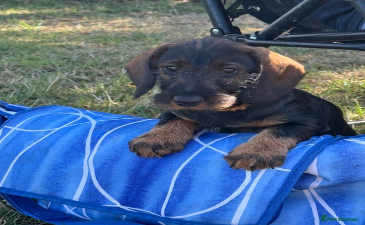 Dachshund dogs - Advert 1