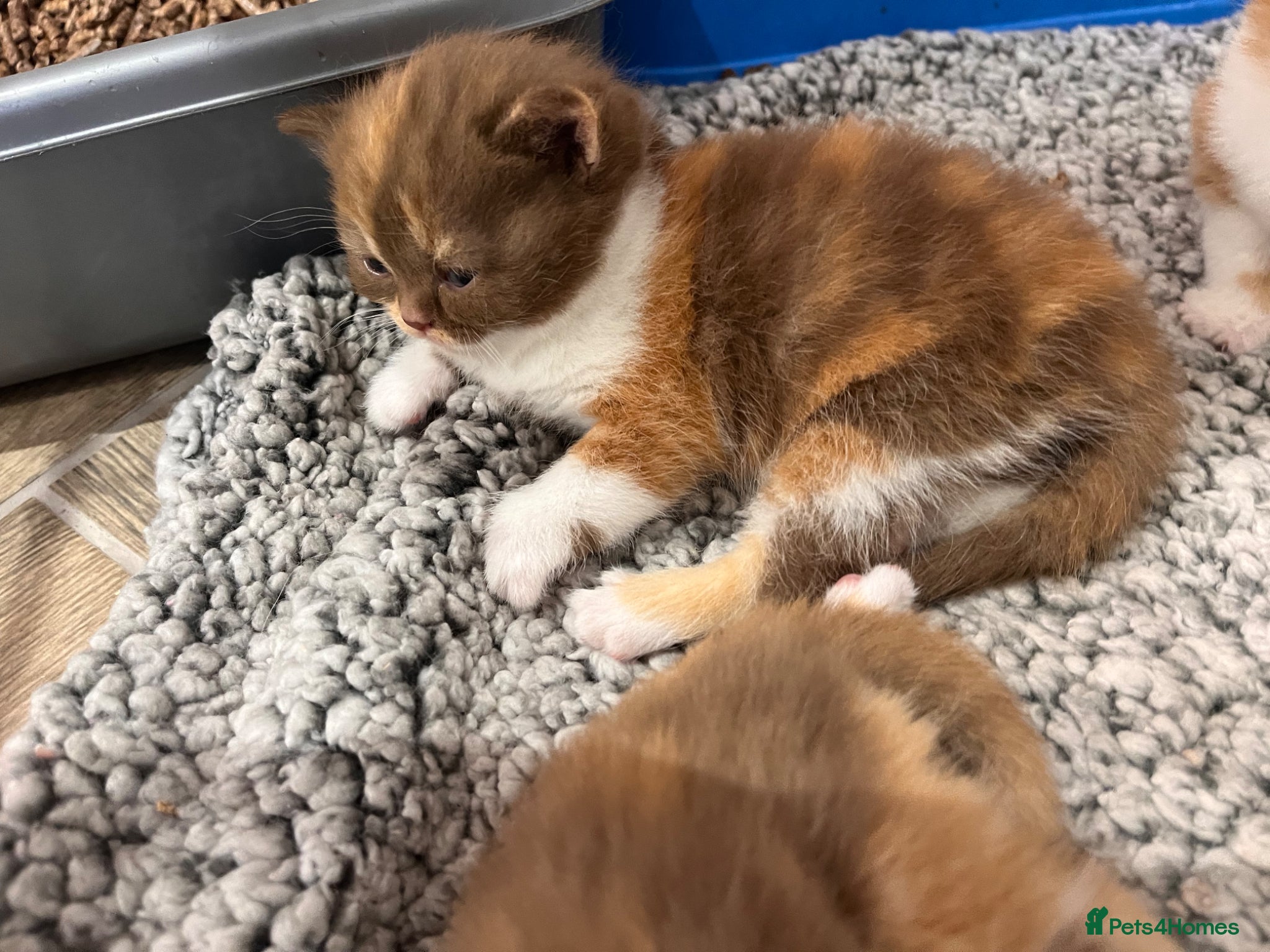 British Shorthair cats 🏆Gccf Cinnamon tortie Fawn Red bi colour 🏆 - Advert 1
