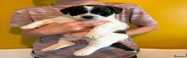 Mixed Breed 1