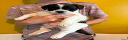 Mixed Breed dogs for sale: Pugland Puppies - Advert 4