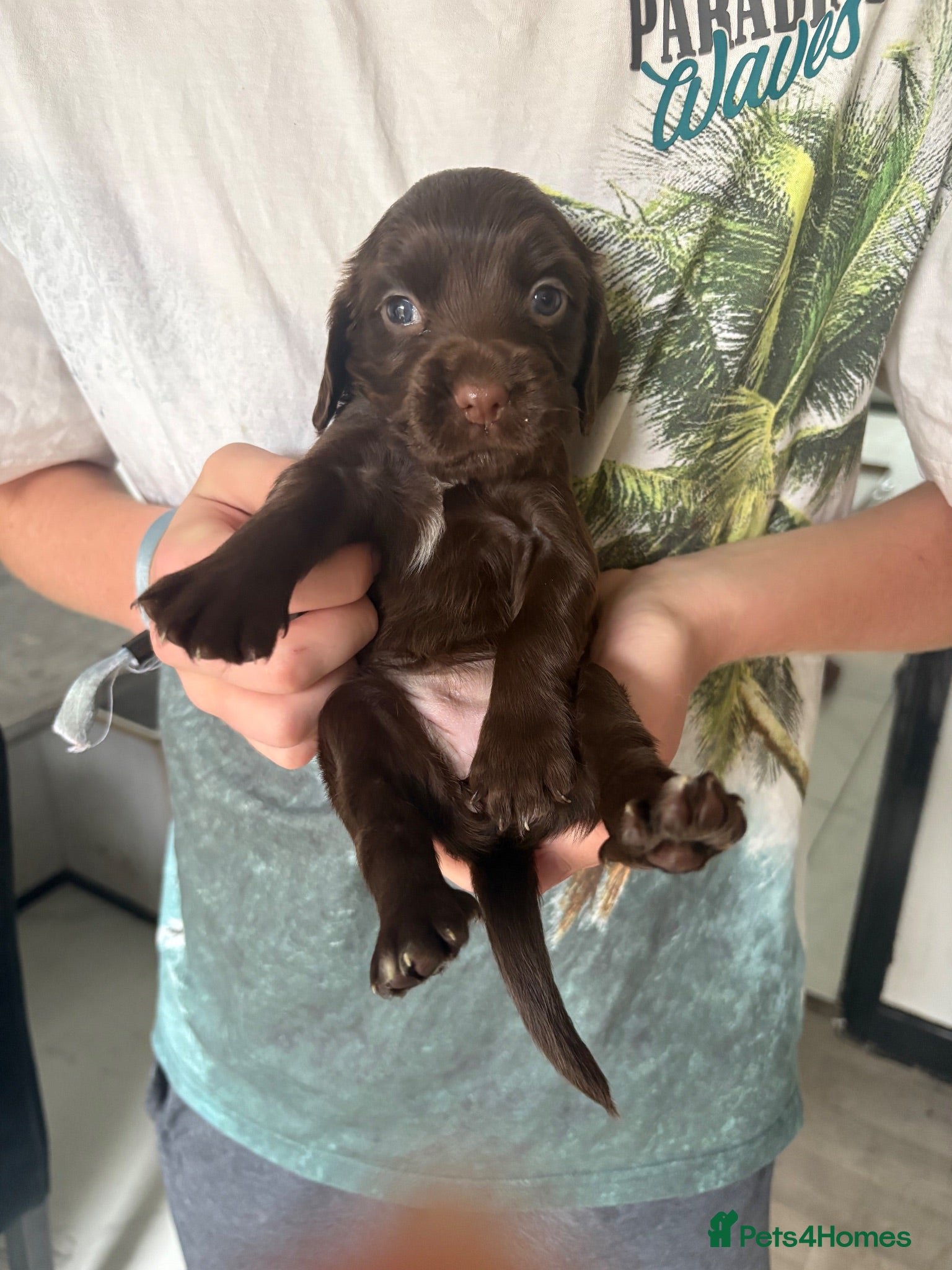 Cocker Spaniel dogs Beautiful cocker spaniel puppies - Advert 1