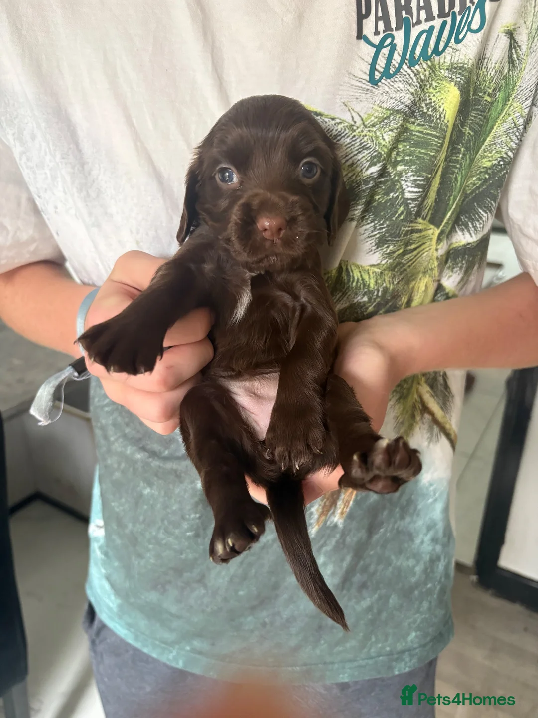 Cocker Spaniel dogs for sale: Beautiful cocker spaniel puppies - Advert 1