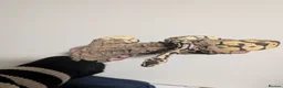 Python Snake reptiles for sale: Selling my beautiful royal python  - Advert 3