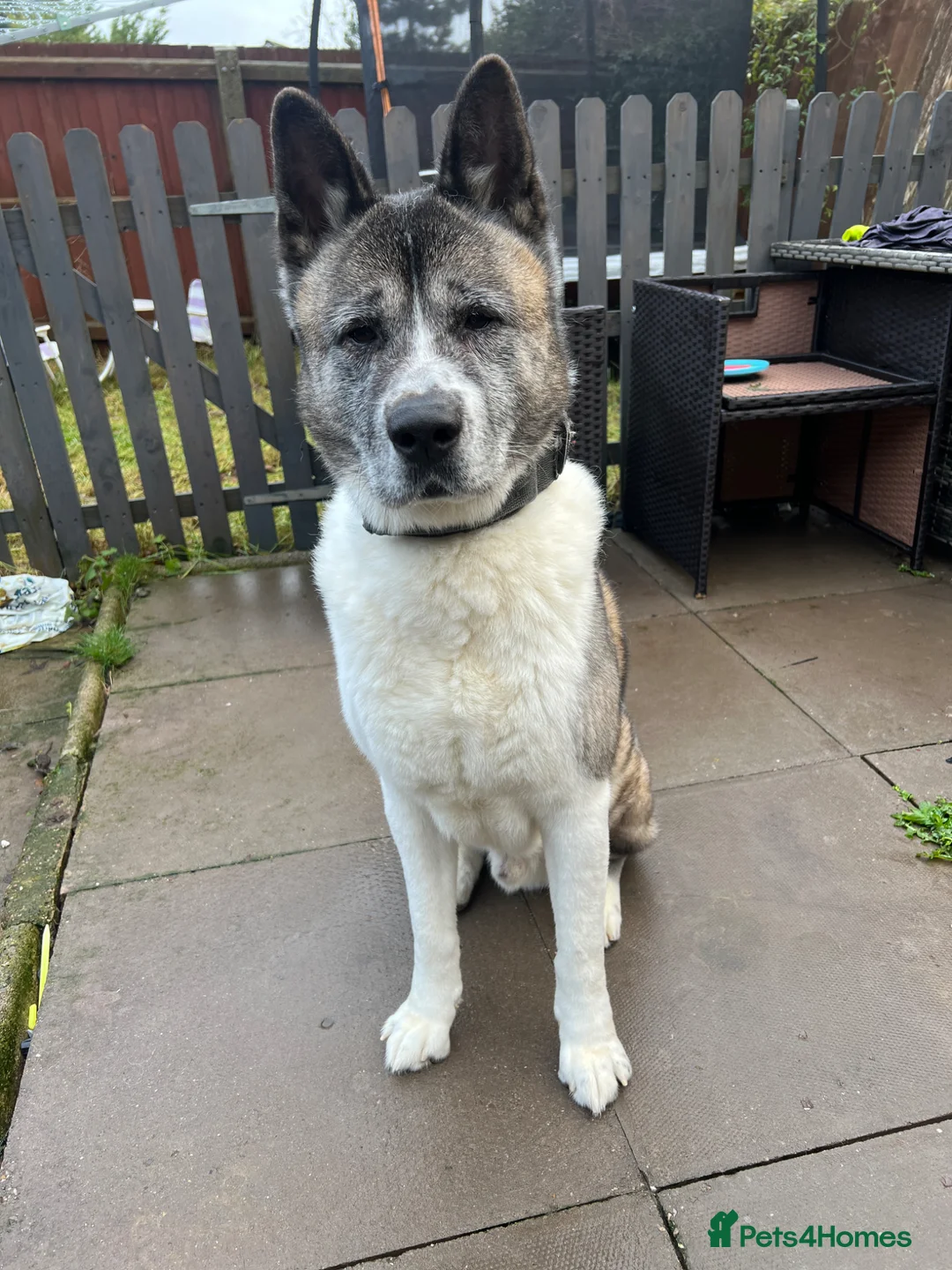 Akita dogs for sale: Male Akita 7 years  - Advert 12