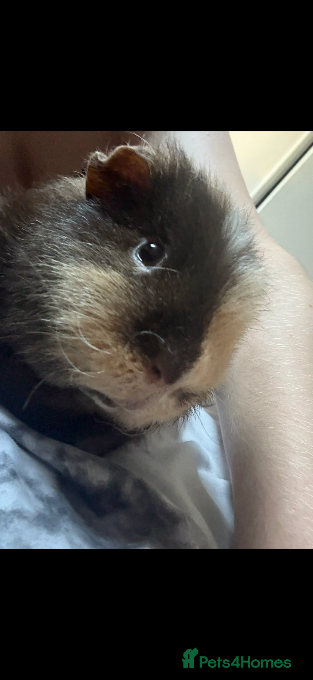 Guinea Pig rodents for sale: caramel the guinea pig  - Advert 2