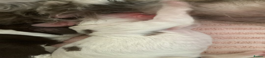 Cocker Spaniel Puppy 4