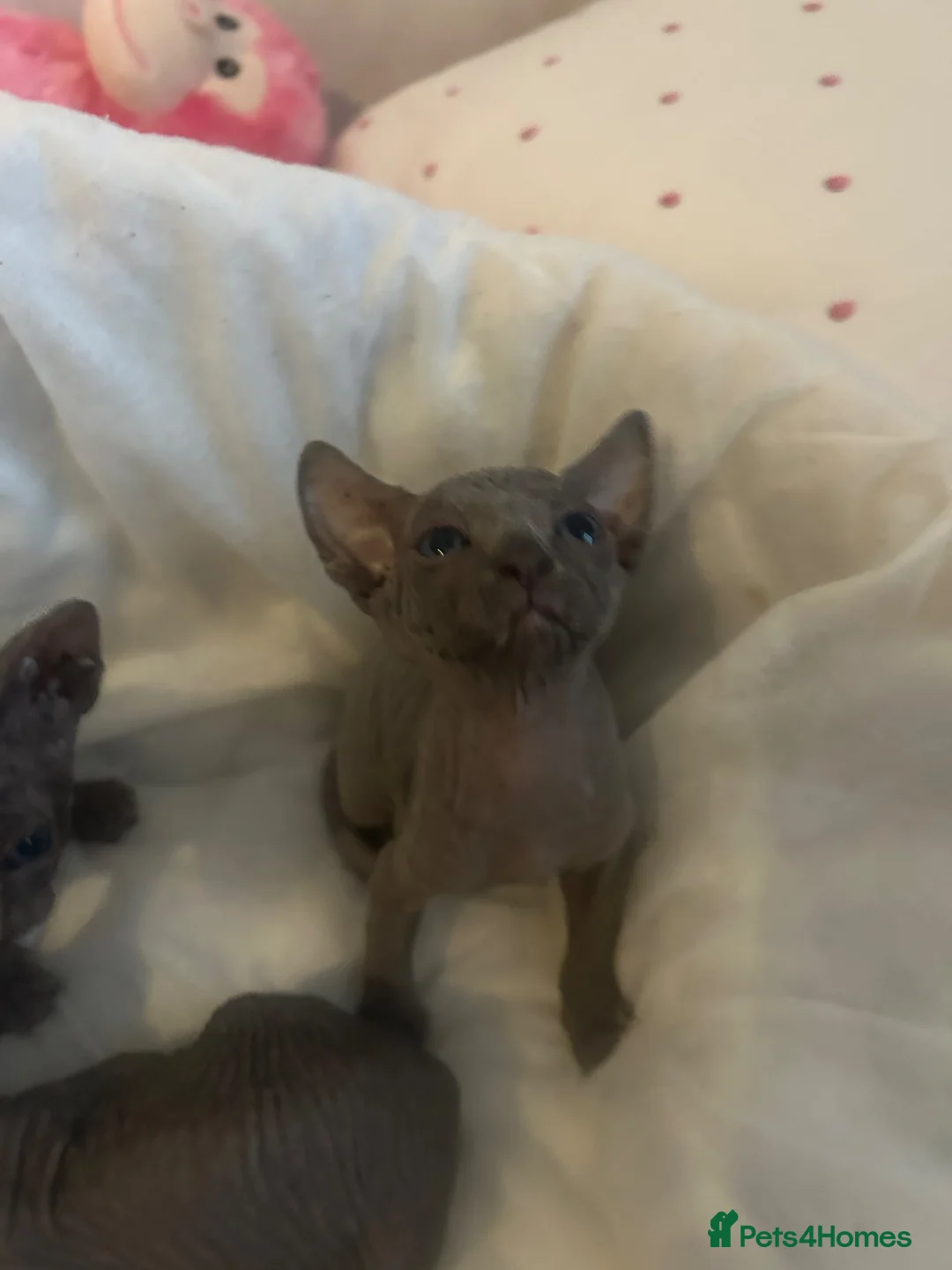 Sphynx cats for sale: 3 amazing boys available for reservation. - Advert 8