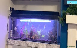 Other/Mixed Breed fish for sale: Fish tank and 3 fish for sale  - Image 1