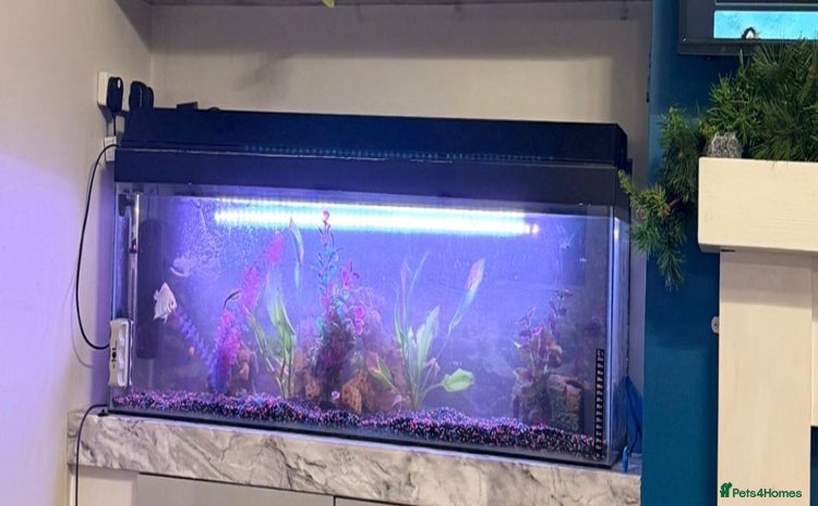 Other/Mixed Breed fish - Advert 1