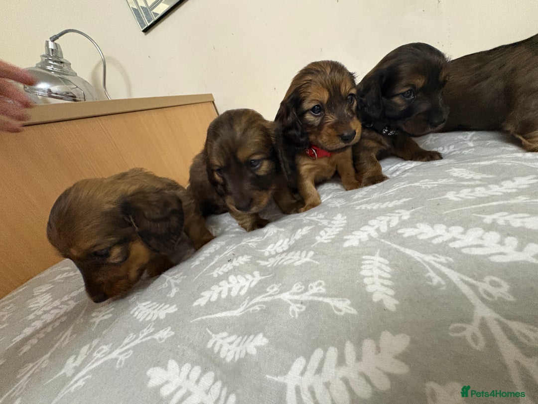 Miniature Dachshund dogs for sale: Amazing Champ Bloodlines Mini Dachshunds ✨ - Image 28
