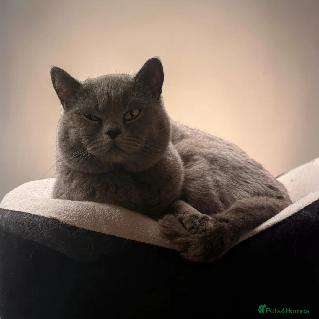 British Shorthair cats for sale: Beautiful British Shorthair Cat  - Advert 2