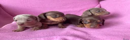 Miniature Dachshund dogs for sale: Quality Miniature Dachshund Puppies - Advert 7