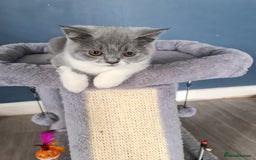 British Shorthair cats for sale: Last beautiful British Shorthair kitten READY NOW - Image 4