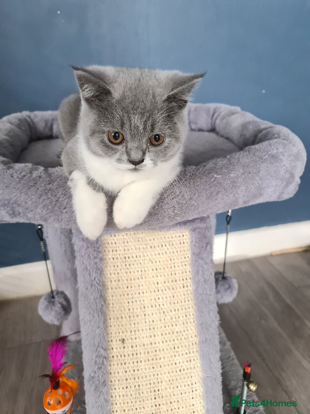 British Shorthair cats for sale: Last beautiful British Shorthair kitten READY NOW - Image 4