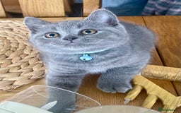 British Shorthair cats for sale: Gorgeous Blue and Lilac British shorthairs - Advert 7